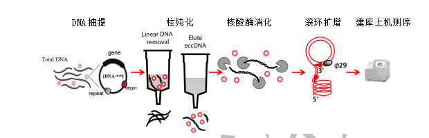 eccDNAyʾD 