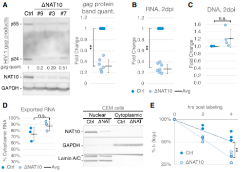 NAT10敲除影響對HIV-1轉錄本穩(wěn)定性