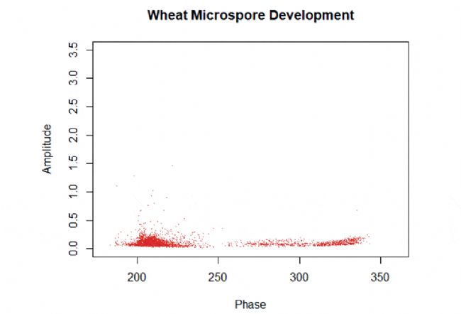 Amphasys_Wheat_microspore_developments.gif