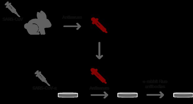 D2: Ogando˵һ(xing)(sh)(yn)漰ʹߟɹ@΢R(du)VeroE6(x)2002/2003SARSl(f)gw̽Ƃ俹SARS-CoVѪĝʹòͬÿѪһMwȻõڶMɹ⿹w(bio)ӛ@ЩÿѪSDM6 B@΢RM(jn)Пɹ@΢Rz