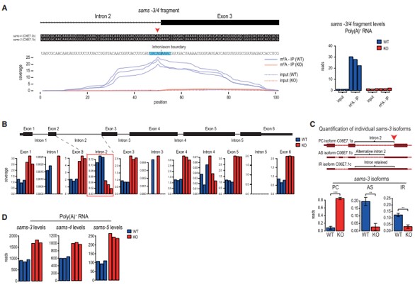 3λc(din) m6A  SAM ϳøǰw mRNA ļ