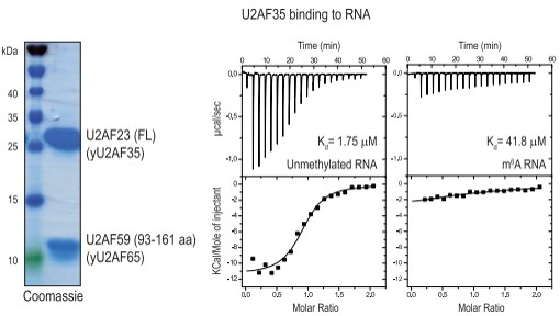  m6A׻ֹ˱U2AF35(du)λc(din)R(sh)e