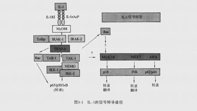 白細(xì)胞介素- 1的信號(hào)轉(zhuǎn)導(dǎo)途徑