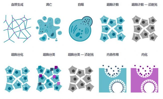 細(xì)胞成像