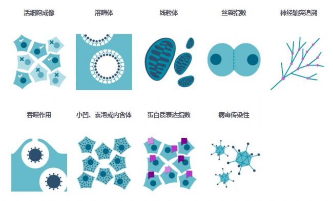 細(xì)胞成像