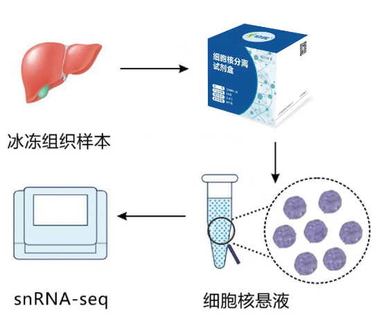 伯豪生物單細(xì)胞核分離試劑盒
